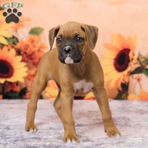 Ranger, Boxer Puppy